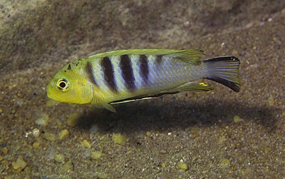Cynotilapia sp. 'lion' Mara Rocks